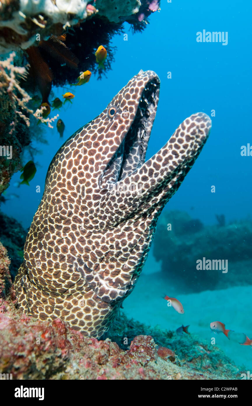 Honeycomb morey eel, Sodwana Bay, South Africa, Indian Ocean Stock Photo