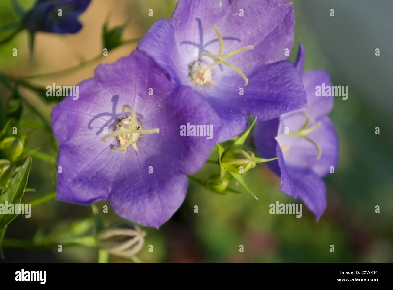 beautiful bluebell. Close-up Stock Photo