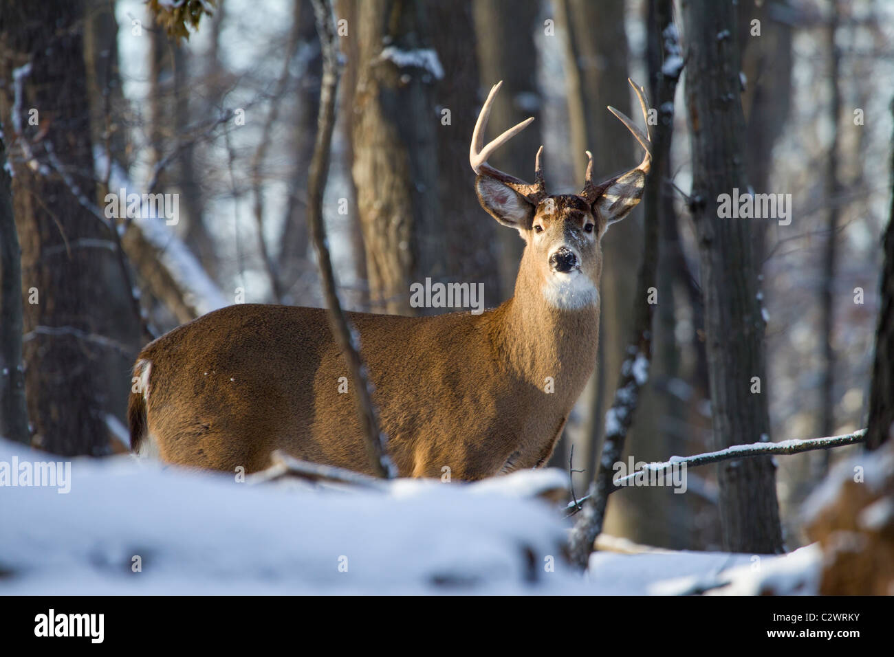 Large 8 point buck whitetail deer in the winter woods. Stock Photo