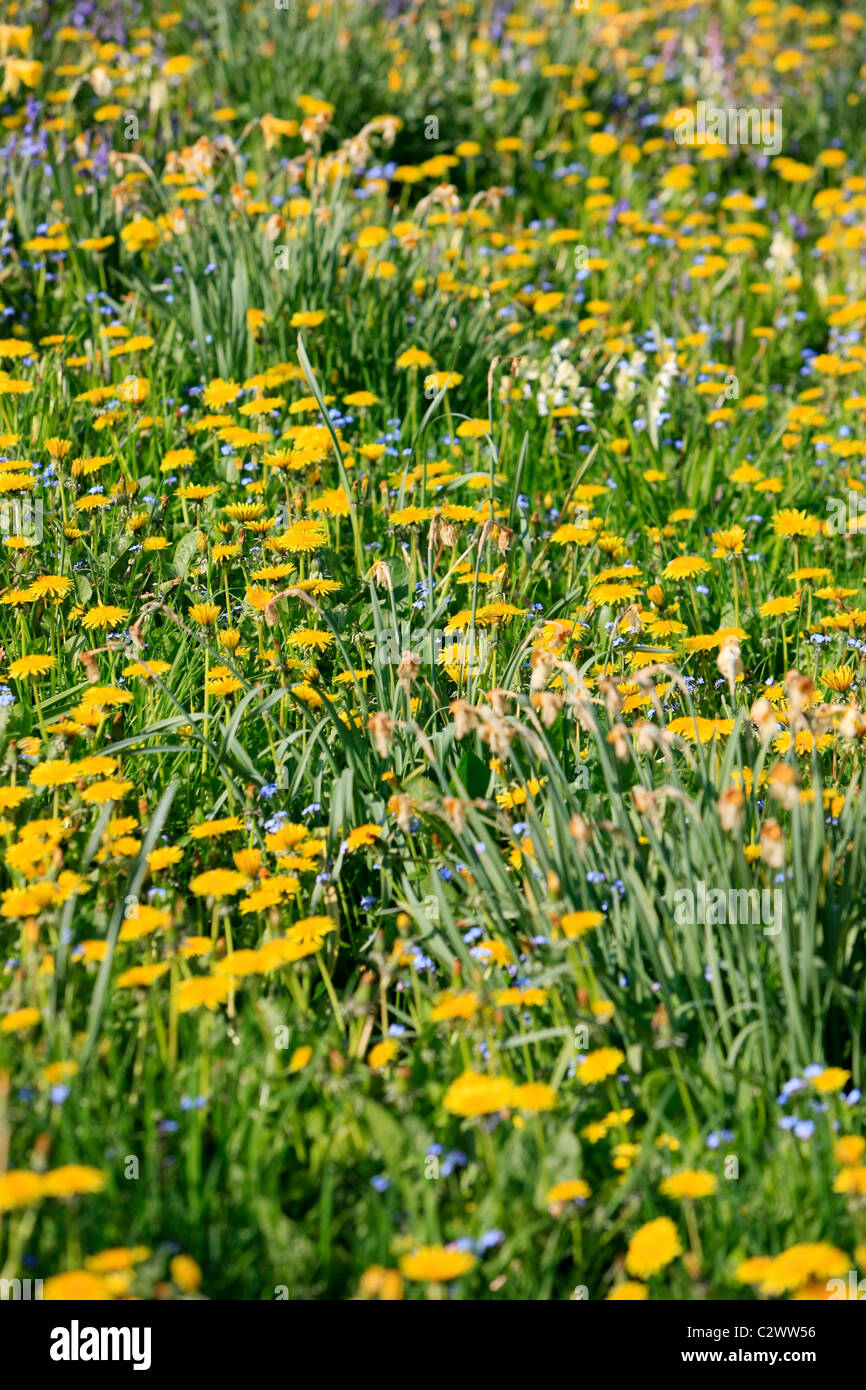 Field of Dandelions, and Daffodils Stock Photo Alamy