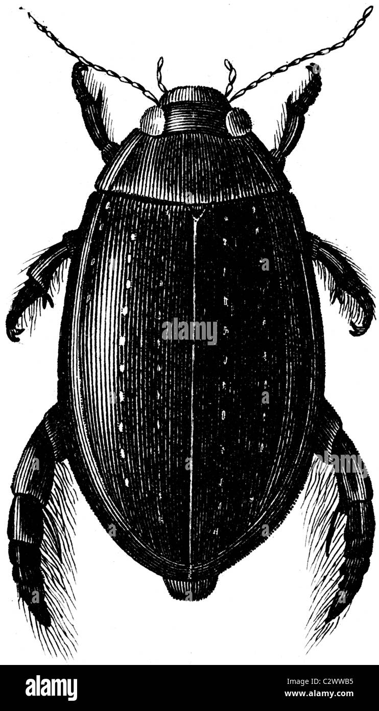 19th Century book illustration, taken from 9th edition (1875) of Encyclopaedia Britannica, of beetle, Dytiscus Hermineri Stock Photo
