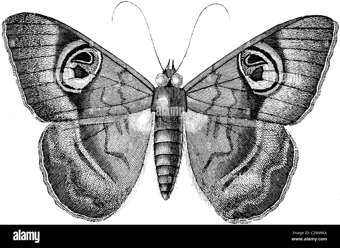 19th Century book illustration, taken from 9th edition (1875) of Encyclopaedia Britannica, of moth, Erebus Limacina Stock Photo