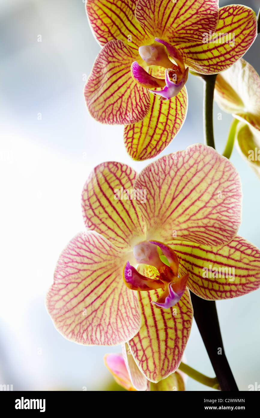 Two yellow orchids with re veins Stock Photo
