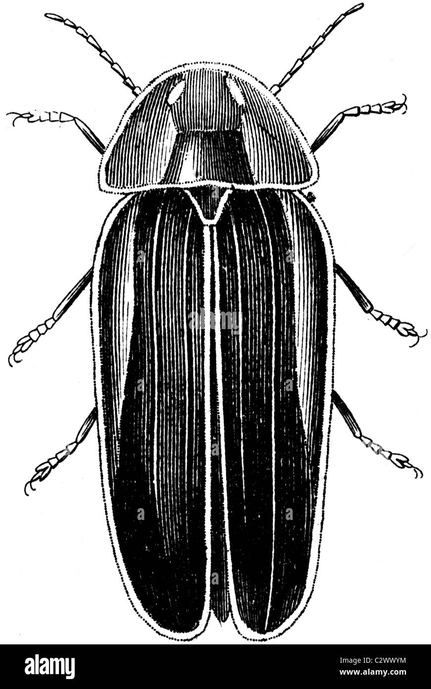 19th Century book illustration, taken from 9th edition (1875) of Encyclopaedia Britannica, of beetle, Lampyris Savignii Stock Photo