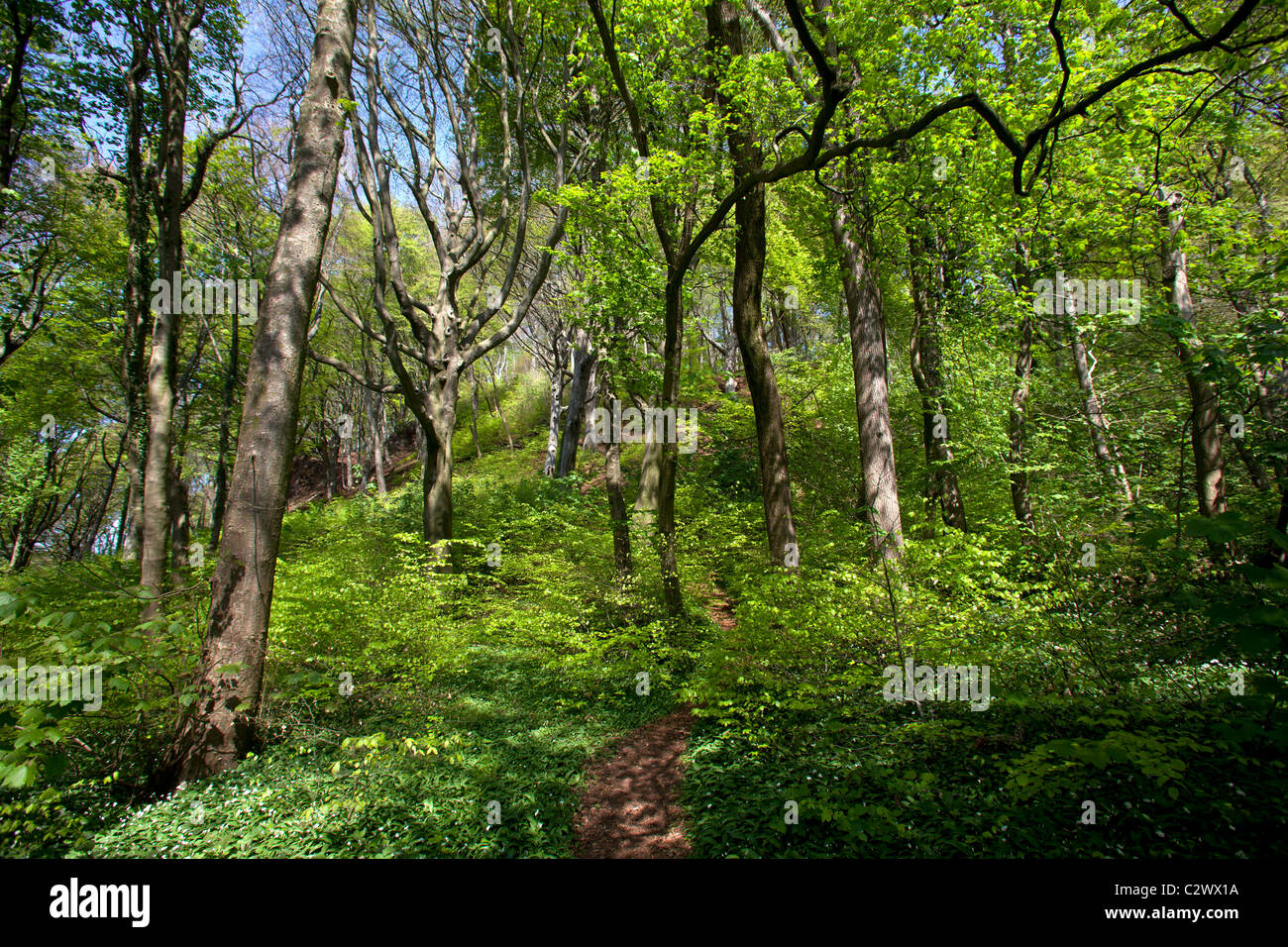 Woodland with trees and undergrowth Stock Photo Alamy