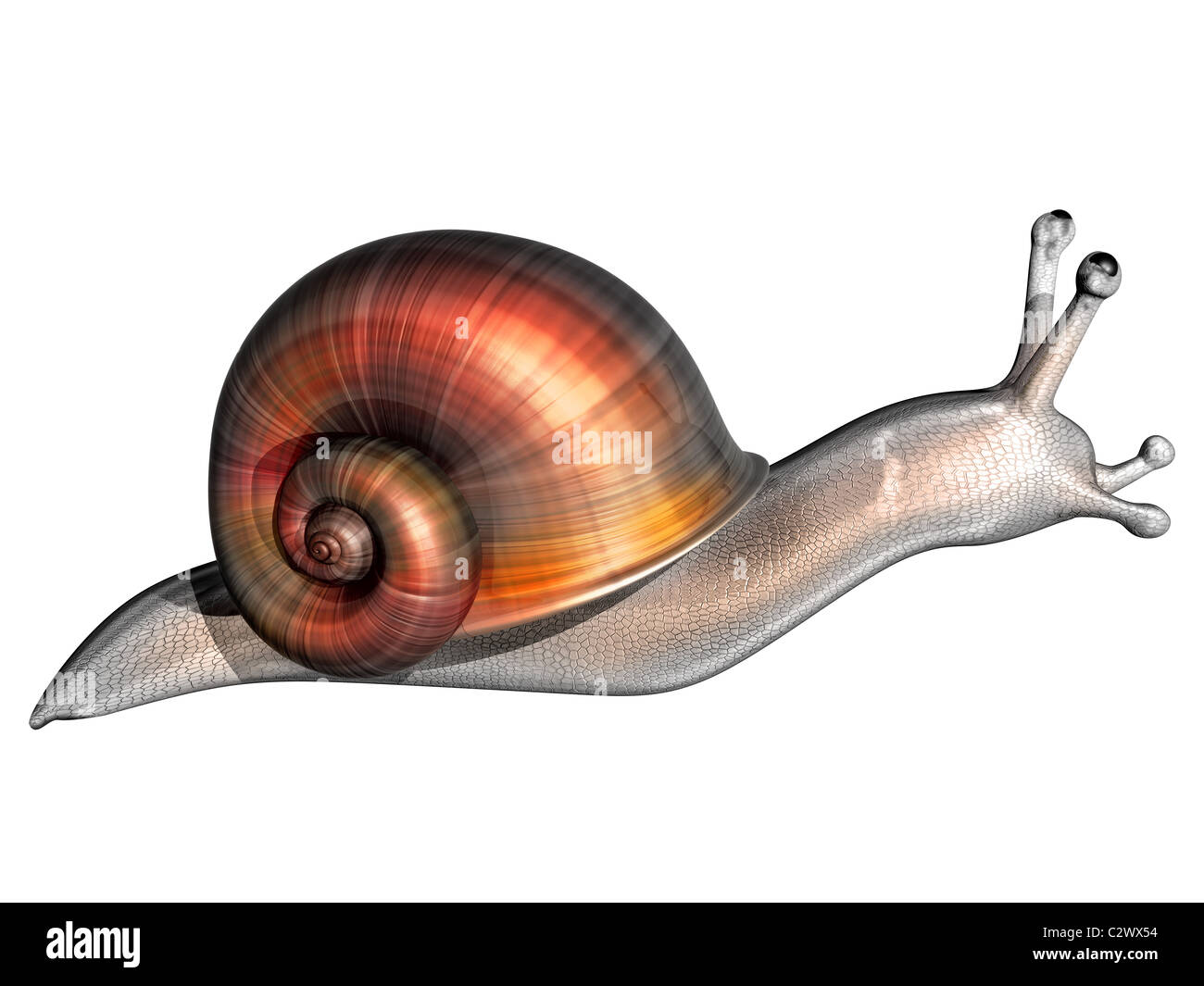 Illustration of a stylized garden snail isolated on white Stock Photo ...