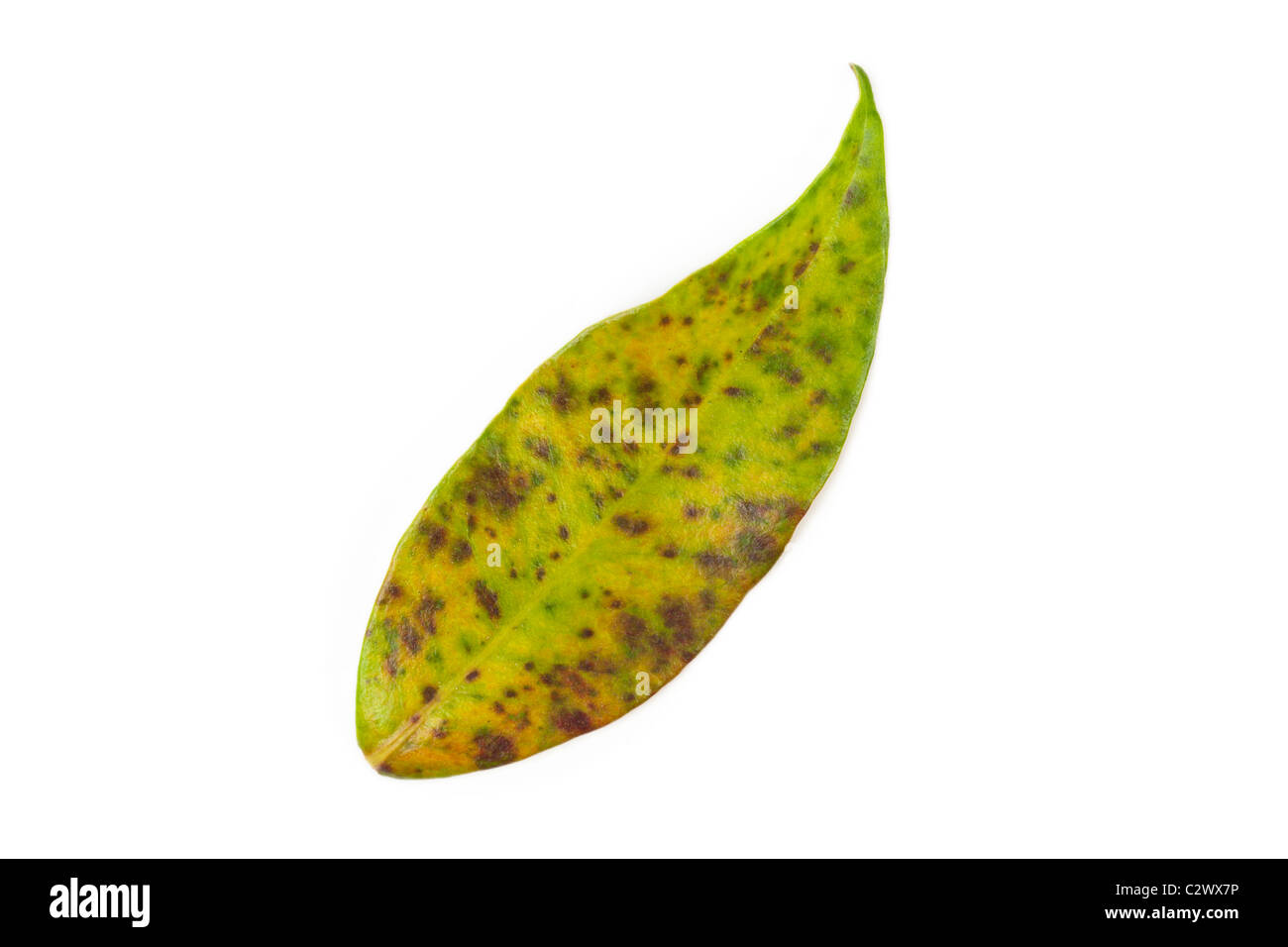 Jasmine rust pustules on jasmine leaf upper surface on a white background Stock Photo
