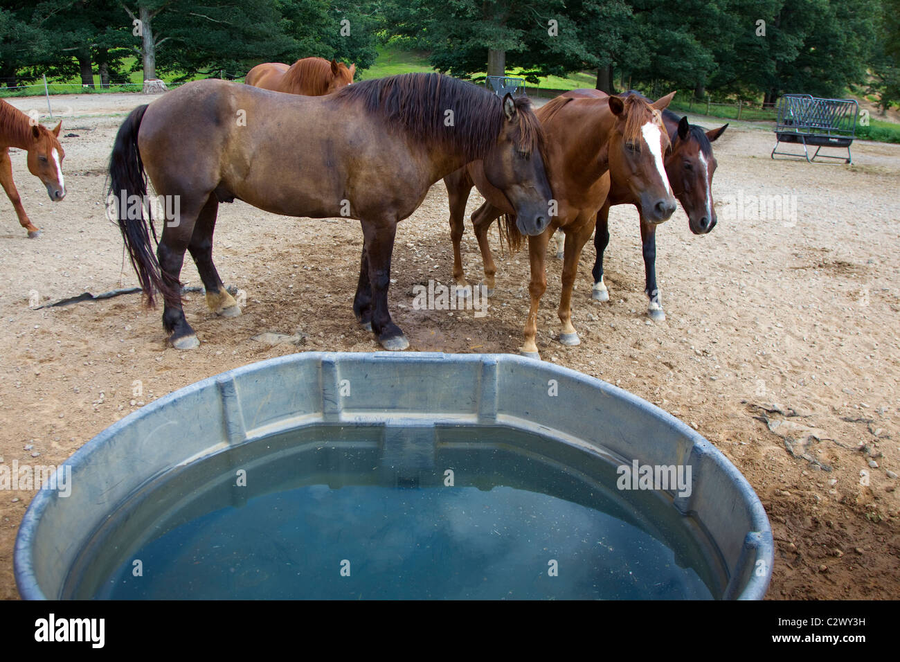 Horses and a trough Stock Photo Alamy