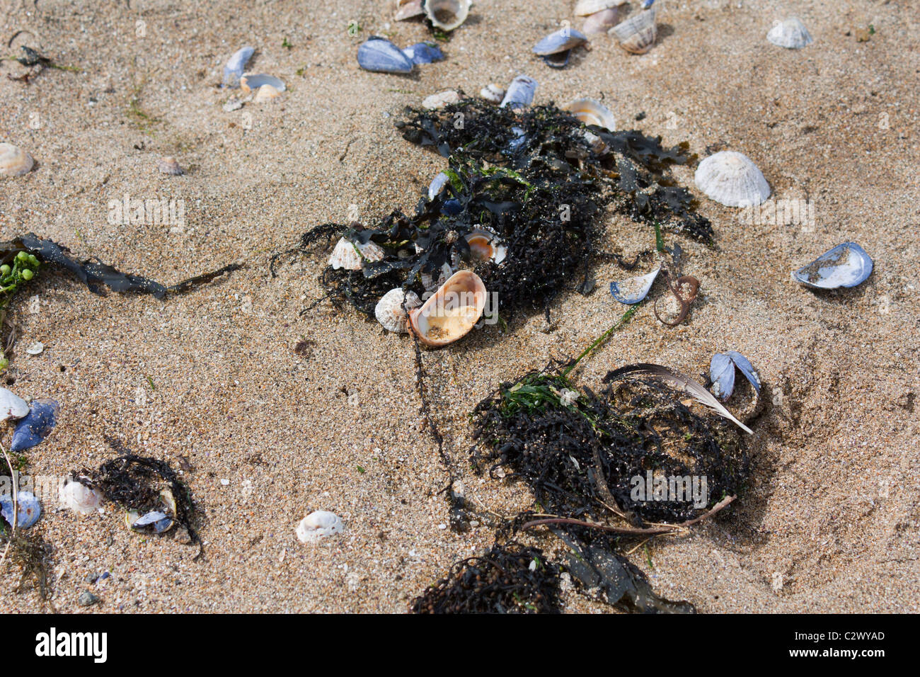 Shells on sand,Brittany,France Stock Photo - Alamy