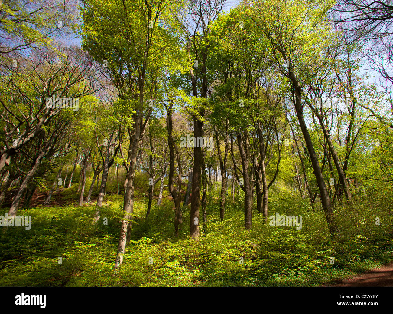 Woodland sloping trees hi-res stock photography and images - Alamy