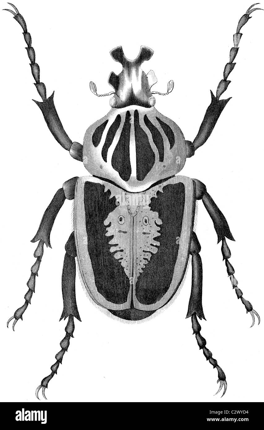 19th Century book illustration, taken from 9th edition (1875) of Encyclopaedia Britannica, of Goliathus regius beetle Stock Photo