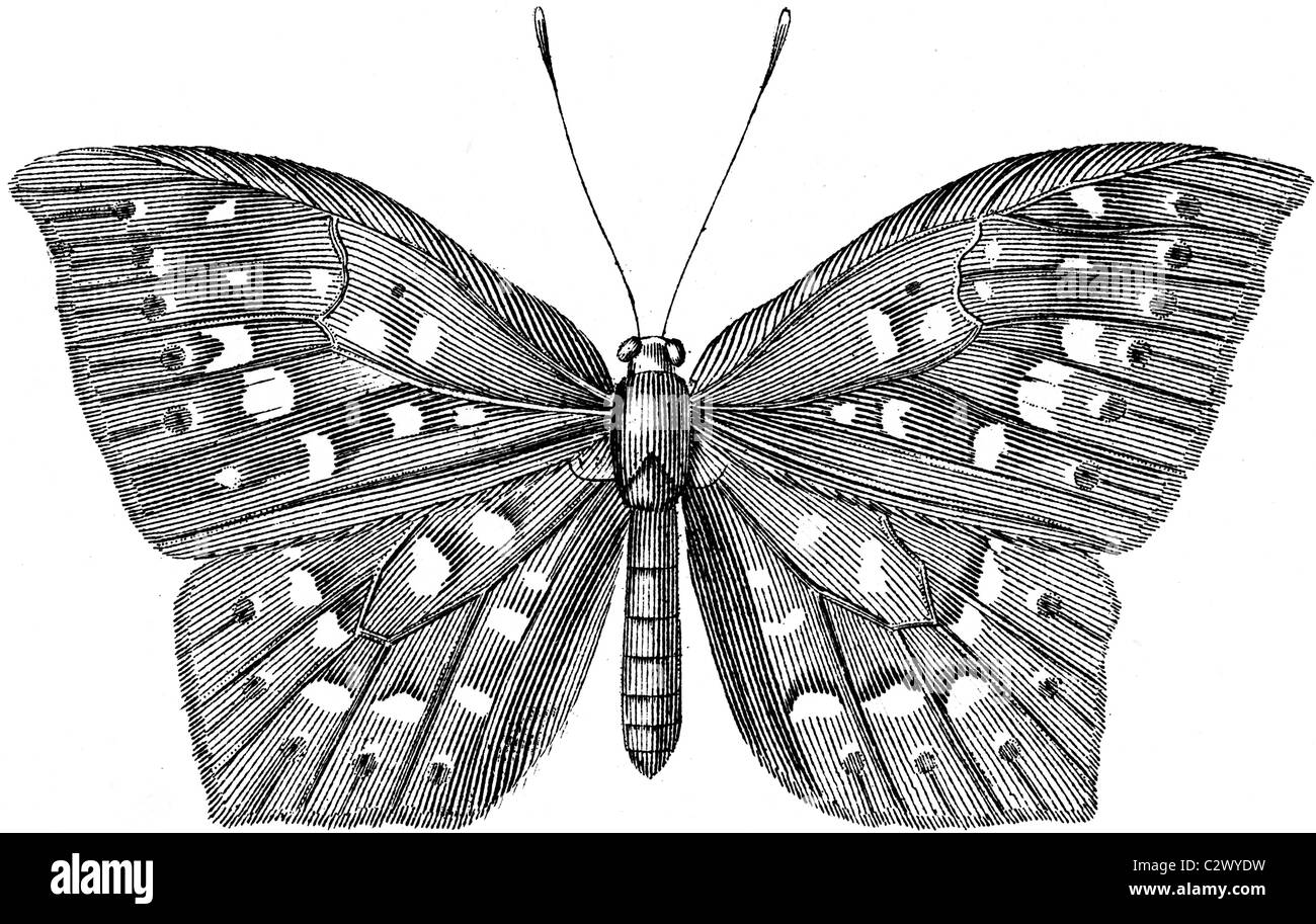 19th Century book illustration, taken from 9th edition (1875) of Encyclopaedia Britannica, of butterfly, Eurybia Carolina Stock Photo