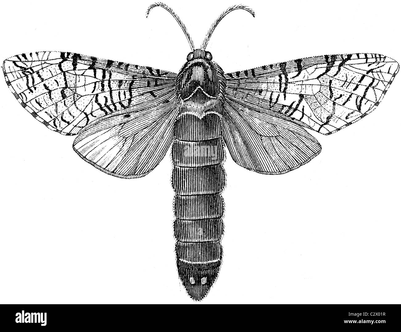 19th Century book illustration, taken from 9th edition (1875) of Encyclopaedia Britannica, of Goat Moth Stock Photo