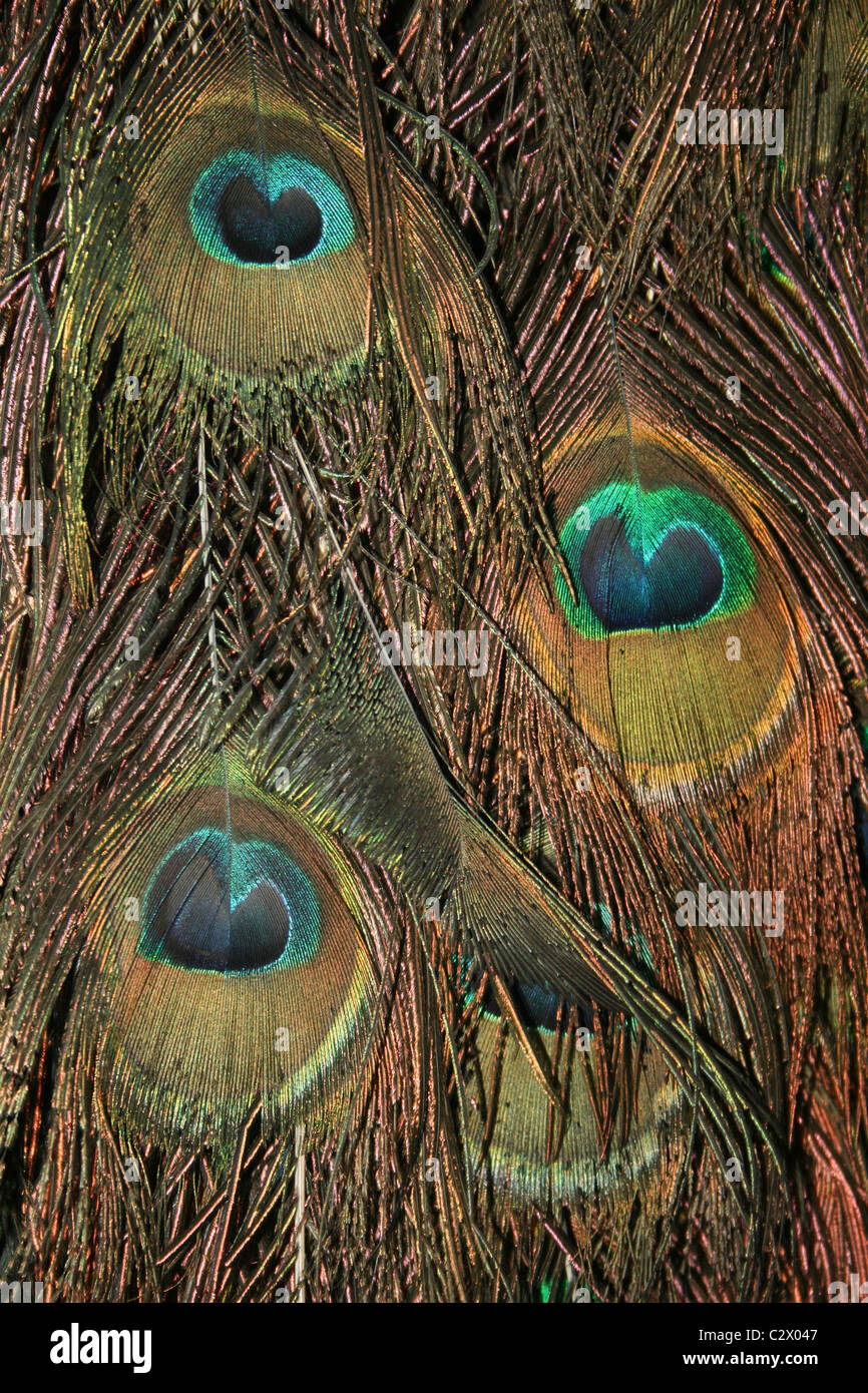 Eyes On A Male Peacock's Tail Feathers Stock Photo