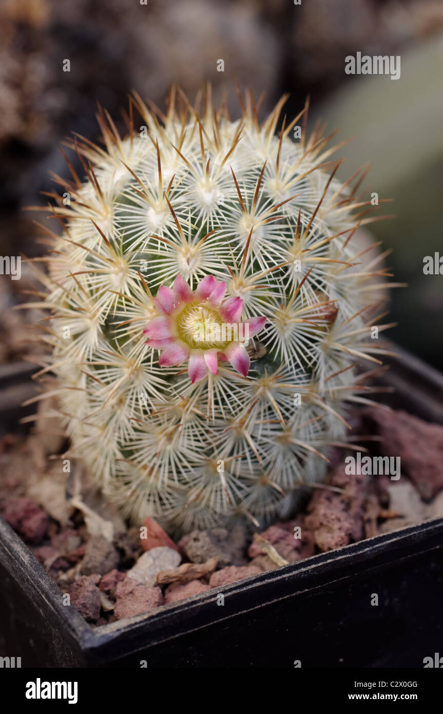 Small cultivated Mammillaria microhelia with flower Stock Photo