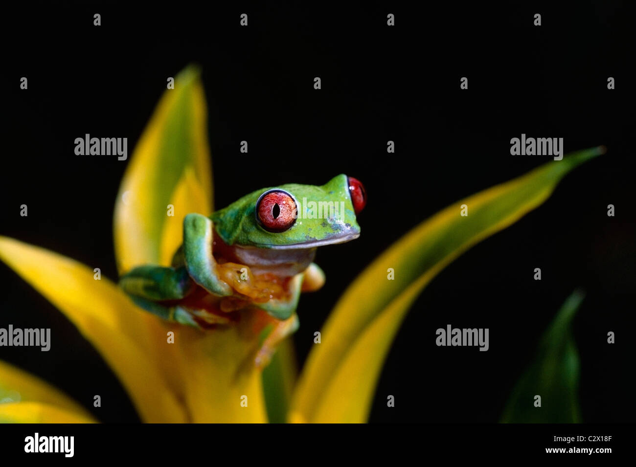 Red-eyed Tree Frog clinging to leaf in rainforest Costa Rica Summer ...