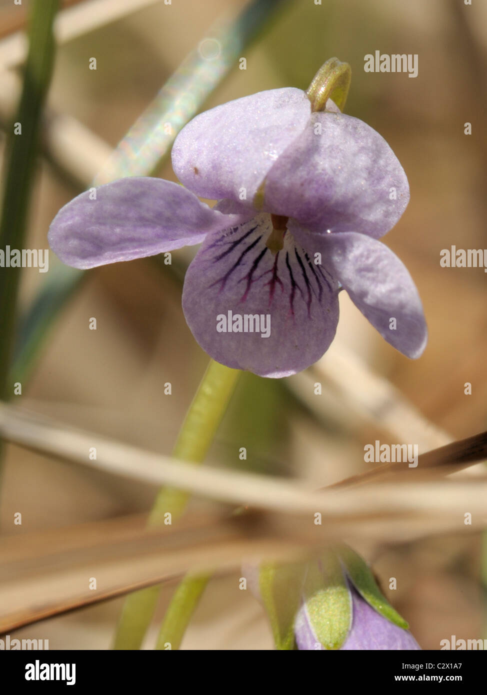 Marsh Violet, viola palustris Stock Photo