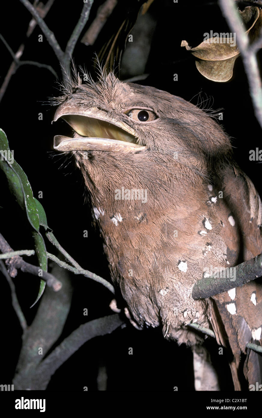 Sri Lankan frogmouth (Batrachostomus moniliger female gaping defensively when disturbed while roosting,  in rainforest India Stock Photo
