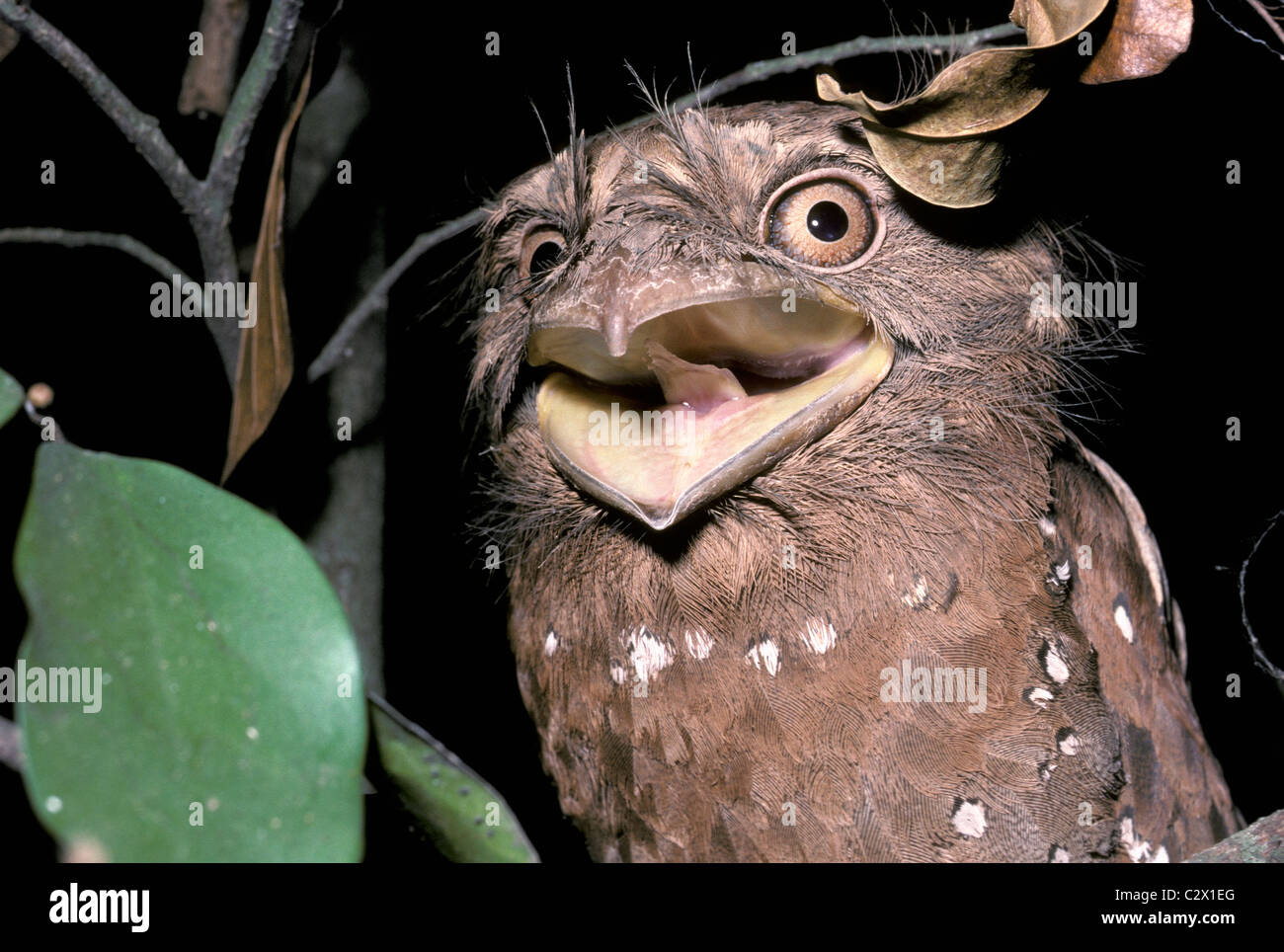 Sri Lankan frogmouth (Batrachostomus moniliger female gaping defensively when disturbed while roosting,  in rainforest, India Stock Photo