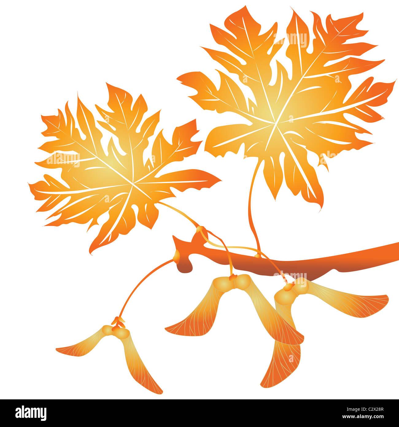 Maple tree seeds Stock Photo