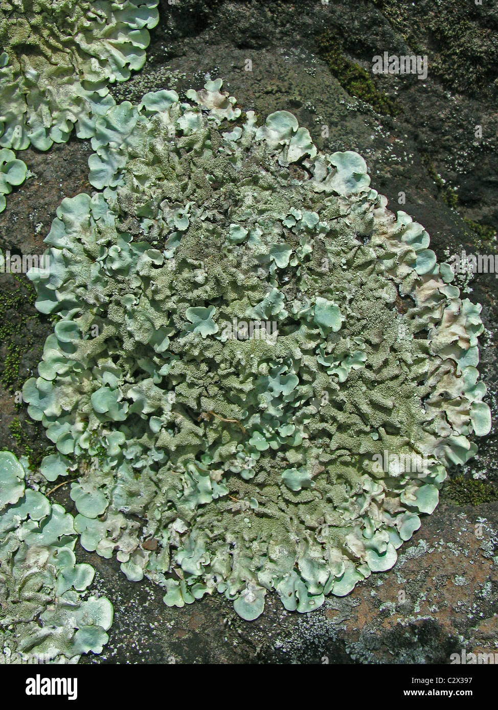 lichen Lecanora muralis, thallus on rocks Stock Photo