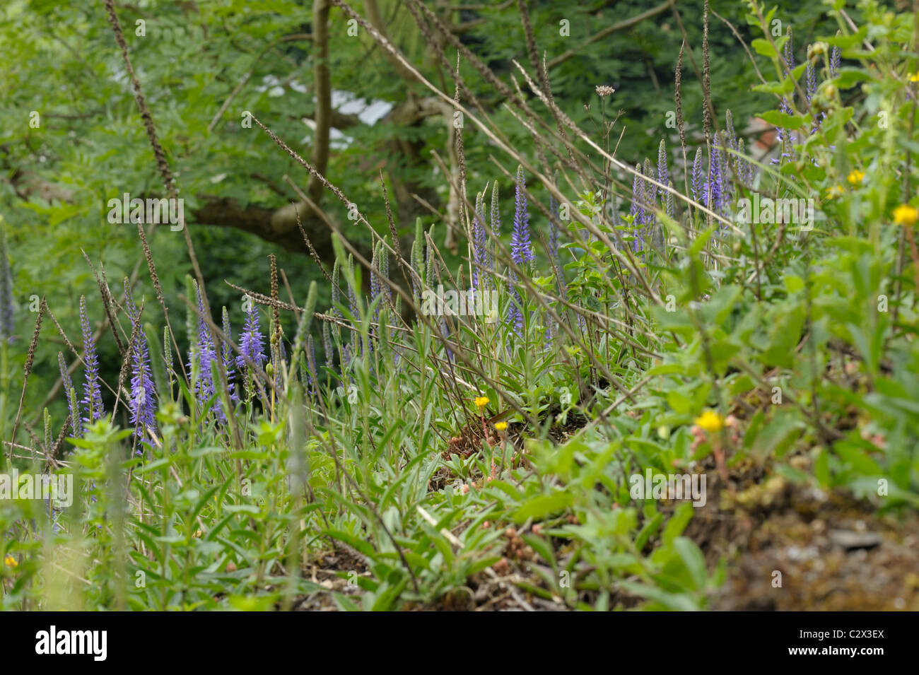 Spiked Speedwell, veronica spicata Stock Photo