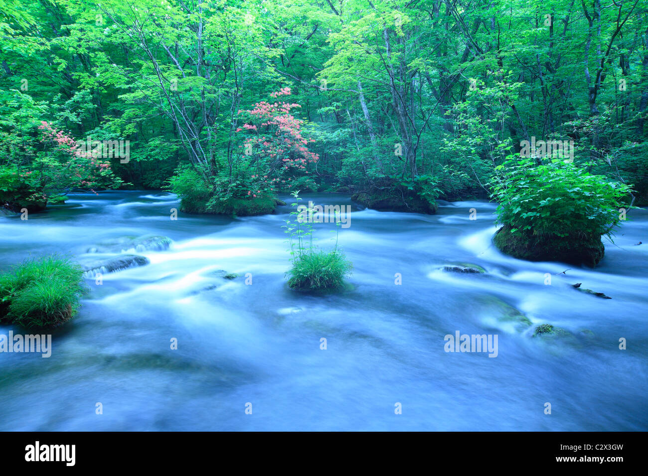 Water Spring Tree Water spring in forest Stock Photo - Alamy