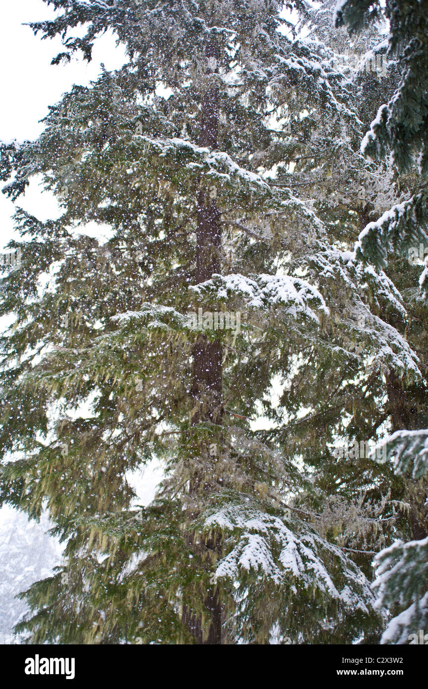 Fir tree in heavy snowfall hi-res stock photography and images - Alamy