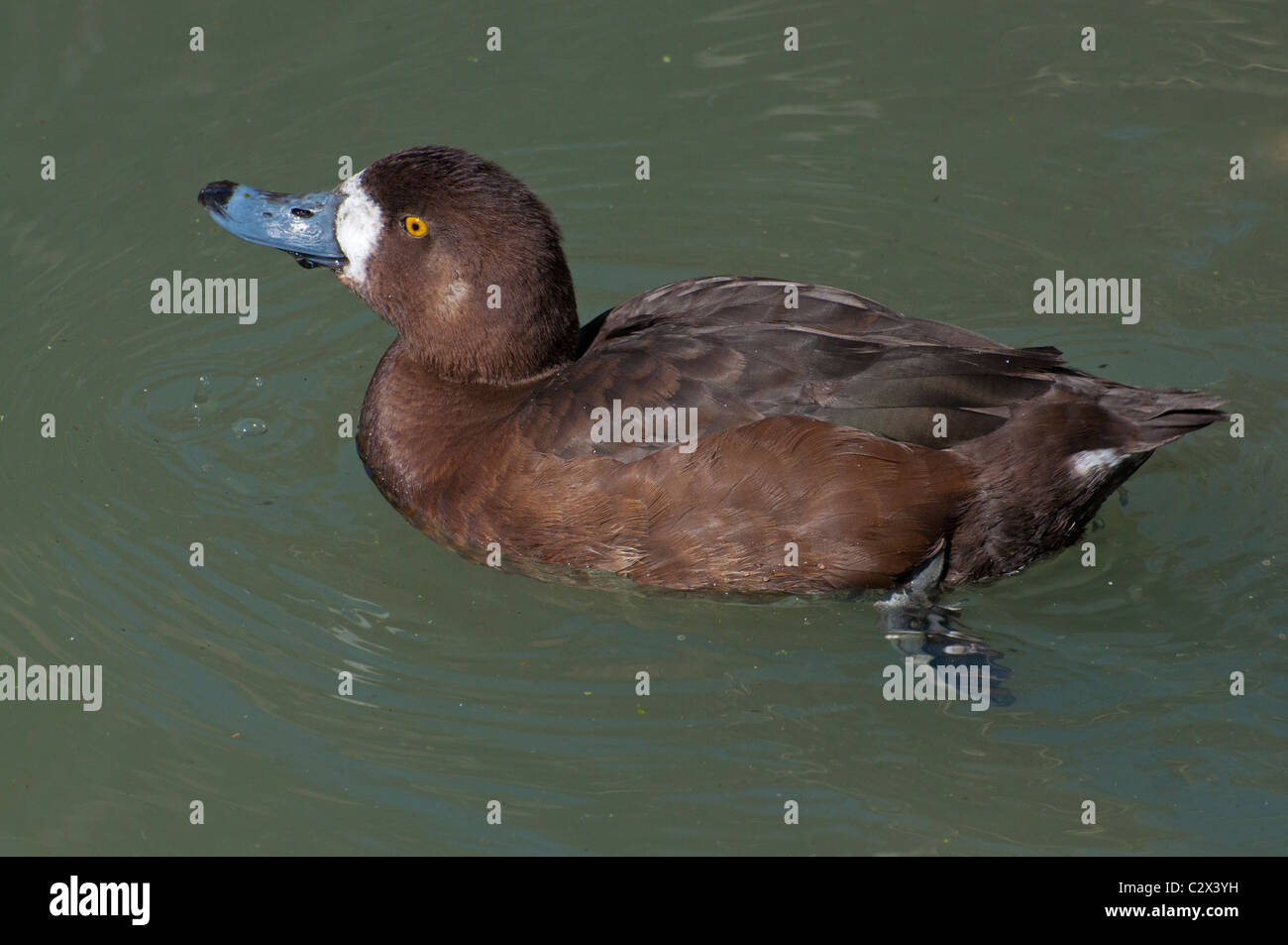 A female Lesser Scaup on a pond in spring. Stock Photo