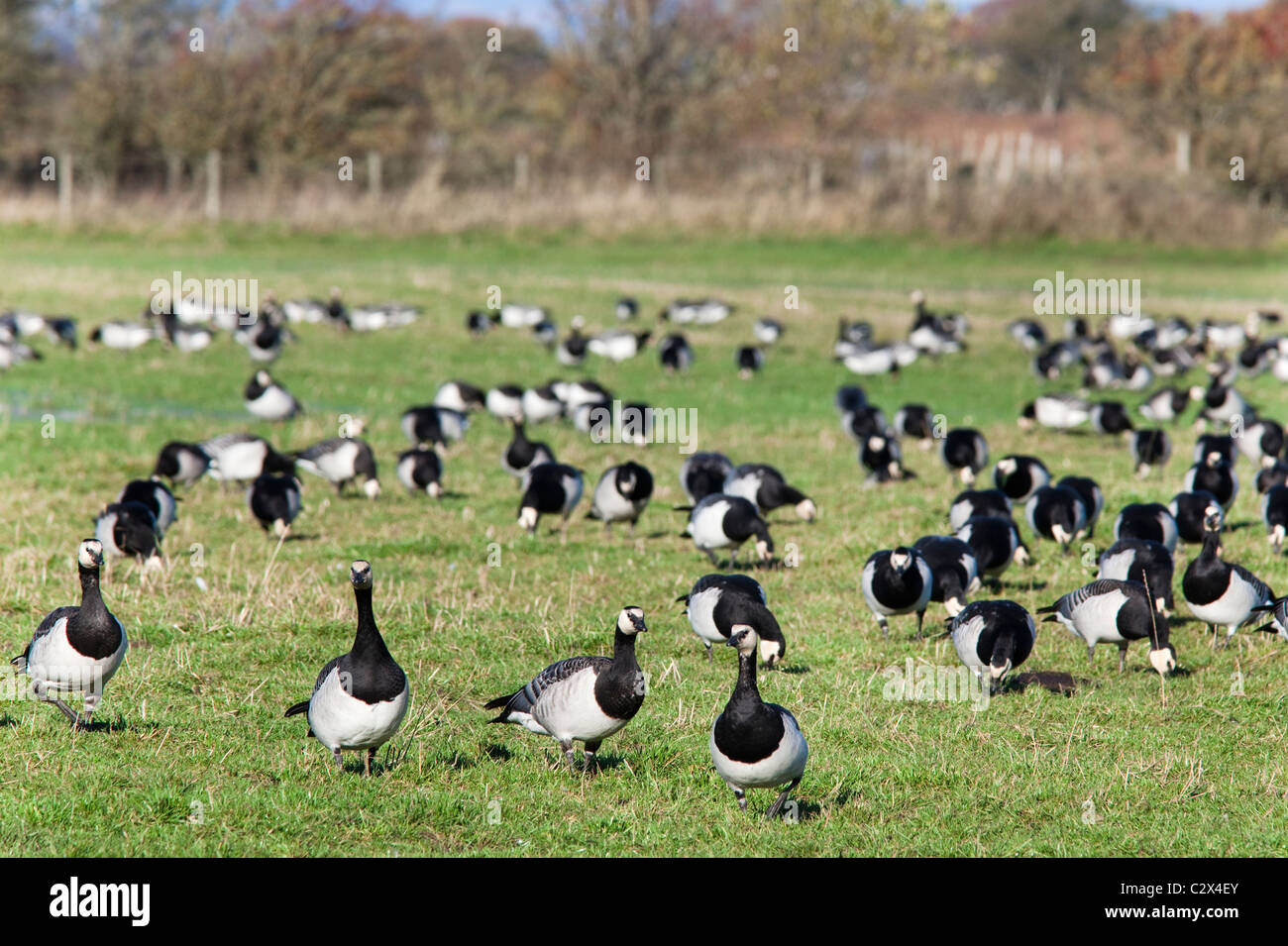 Barnacle geese, Branta leucopsis, feeding, Caerlaverock Wildlife and Wetlands Trust reserve, Dumfries and Galloway, Scotland, UK Stock Photo