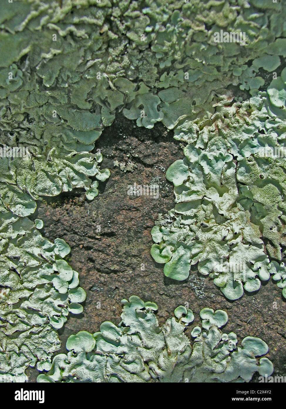 lichen Lecanora muralis, thallus on rocks Stock Photo