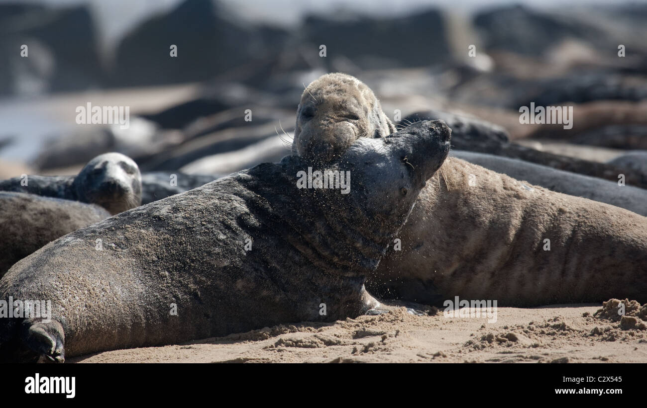 Grey Seal colony hauled out on beach Stock Photo - Alamy