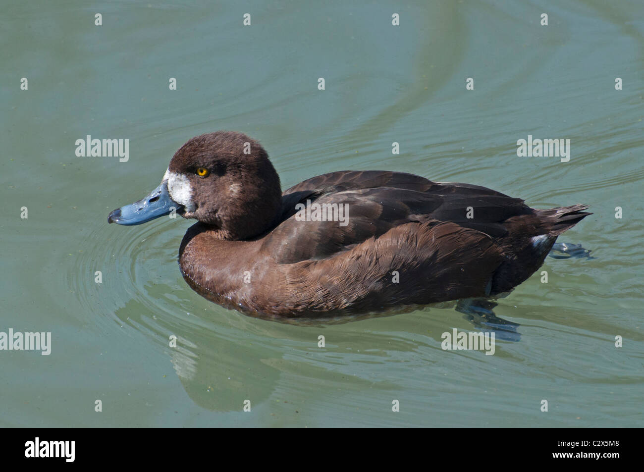 A female Lesser Scaup on a pond in spring. Stock Photo