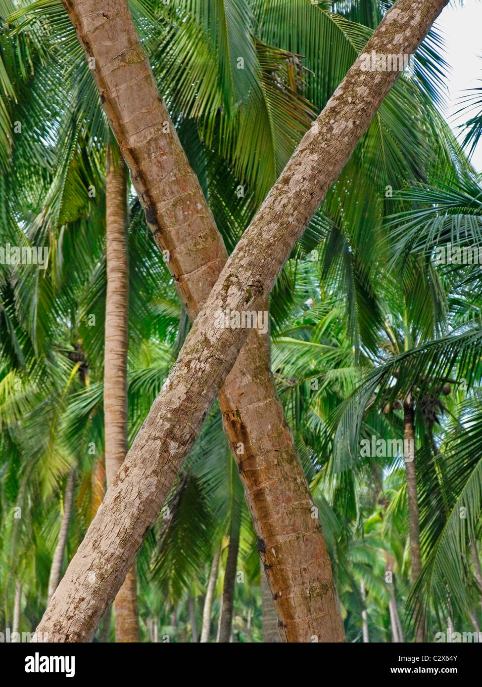 Coconut trees in cross, Kerala, India Stock Photo