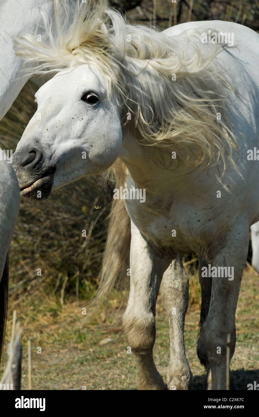 Camargue Horses Stock Photo