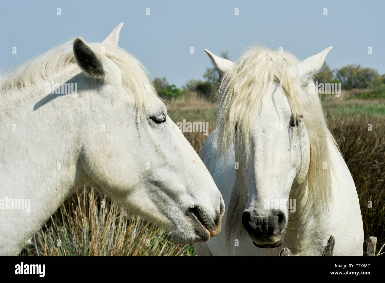 Camargue Horses Stock Photo