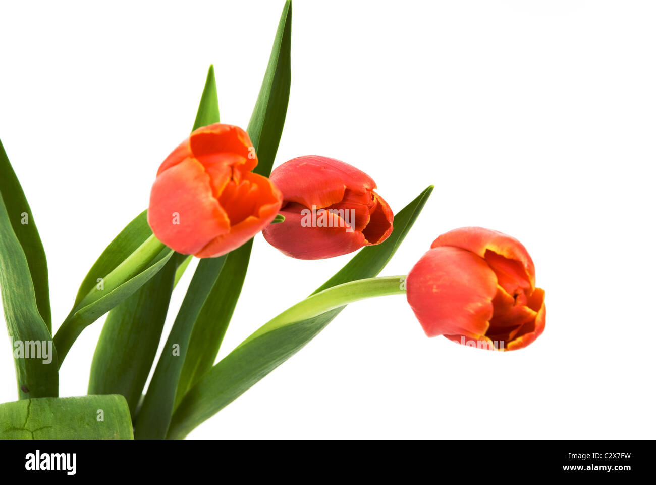 Three spring red tulips isolated on white background and copy space for ...