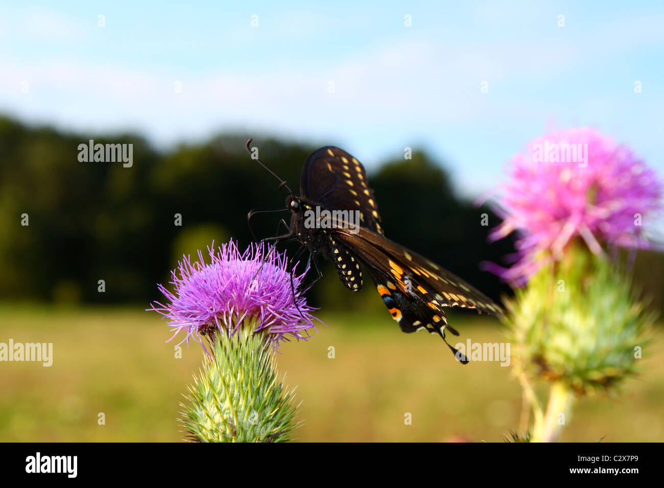 Black Swallowtail (Papilio polyxenes) Stock Photo