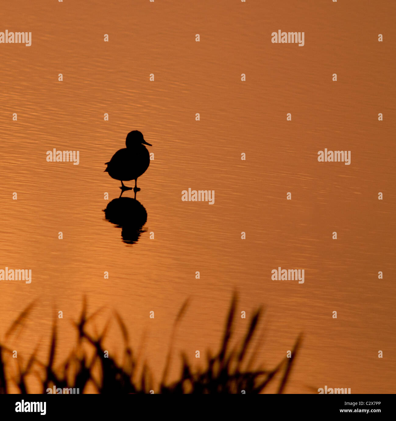 Mallard duck silhouette hi-res stock photography and images - Alamy