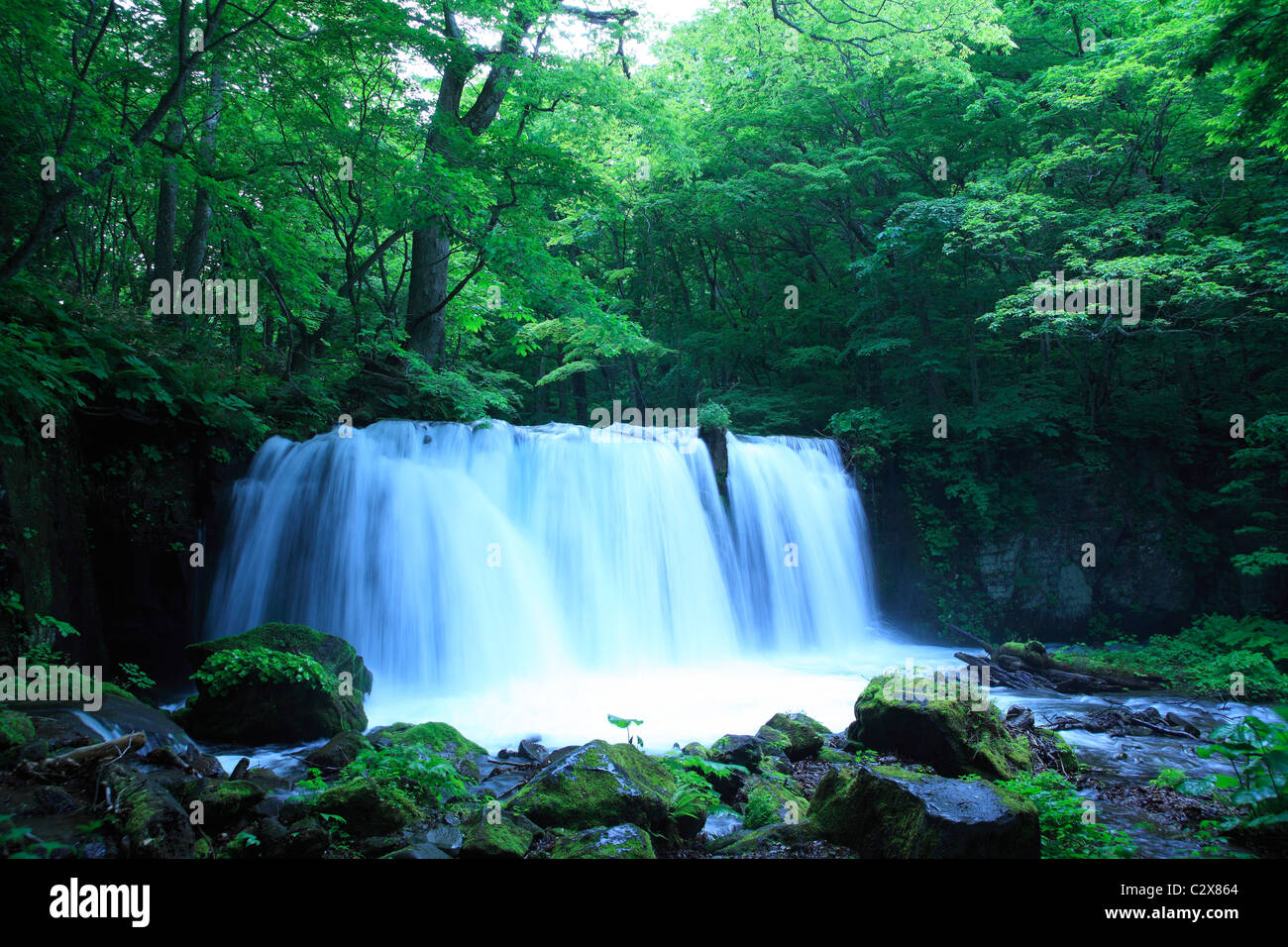 Spring Water In Forest Water spring in forest Stock Photo - Alamy