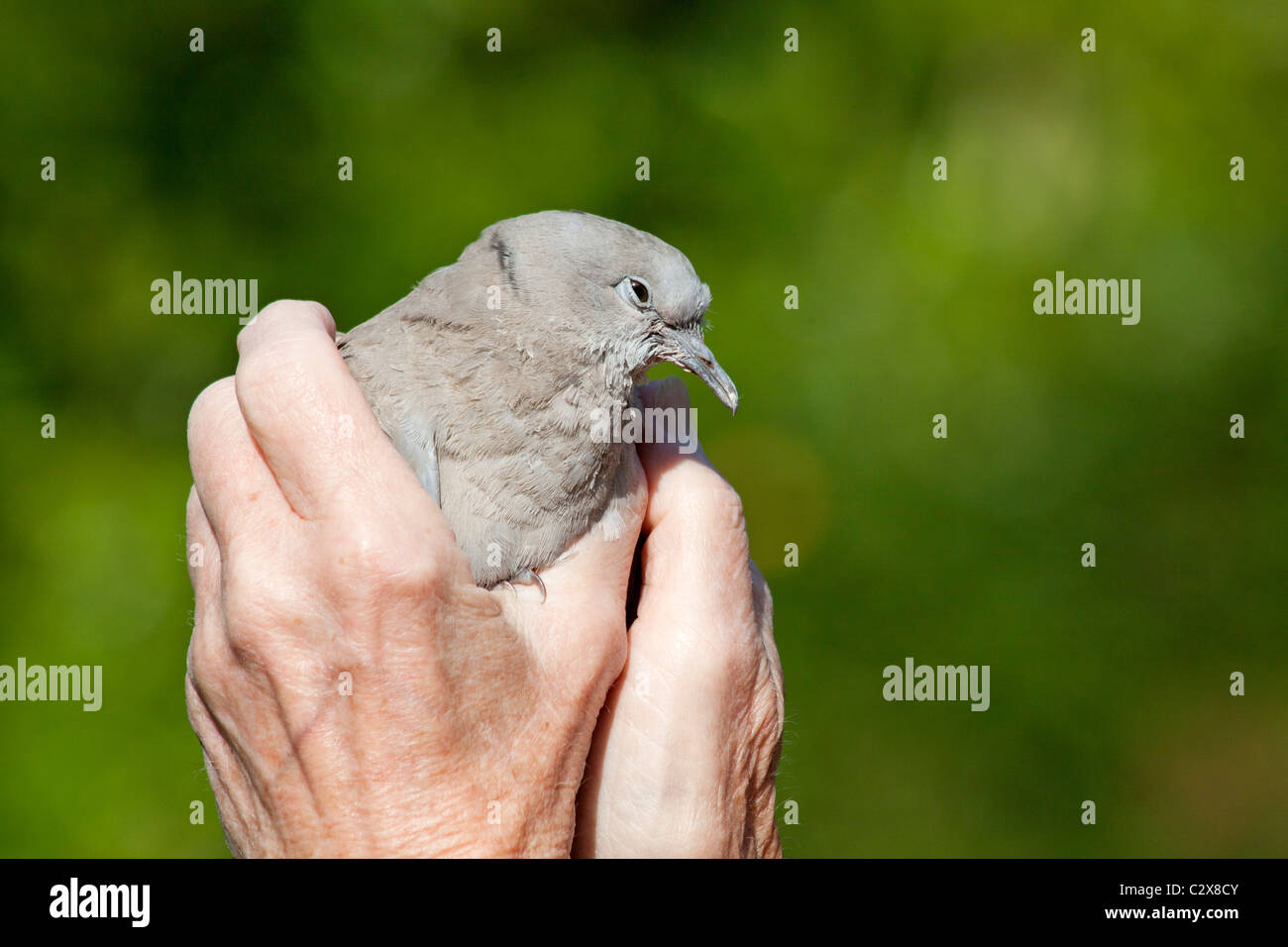 Dove fledgling hires stock photography and images Alamy