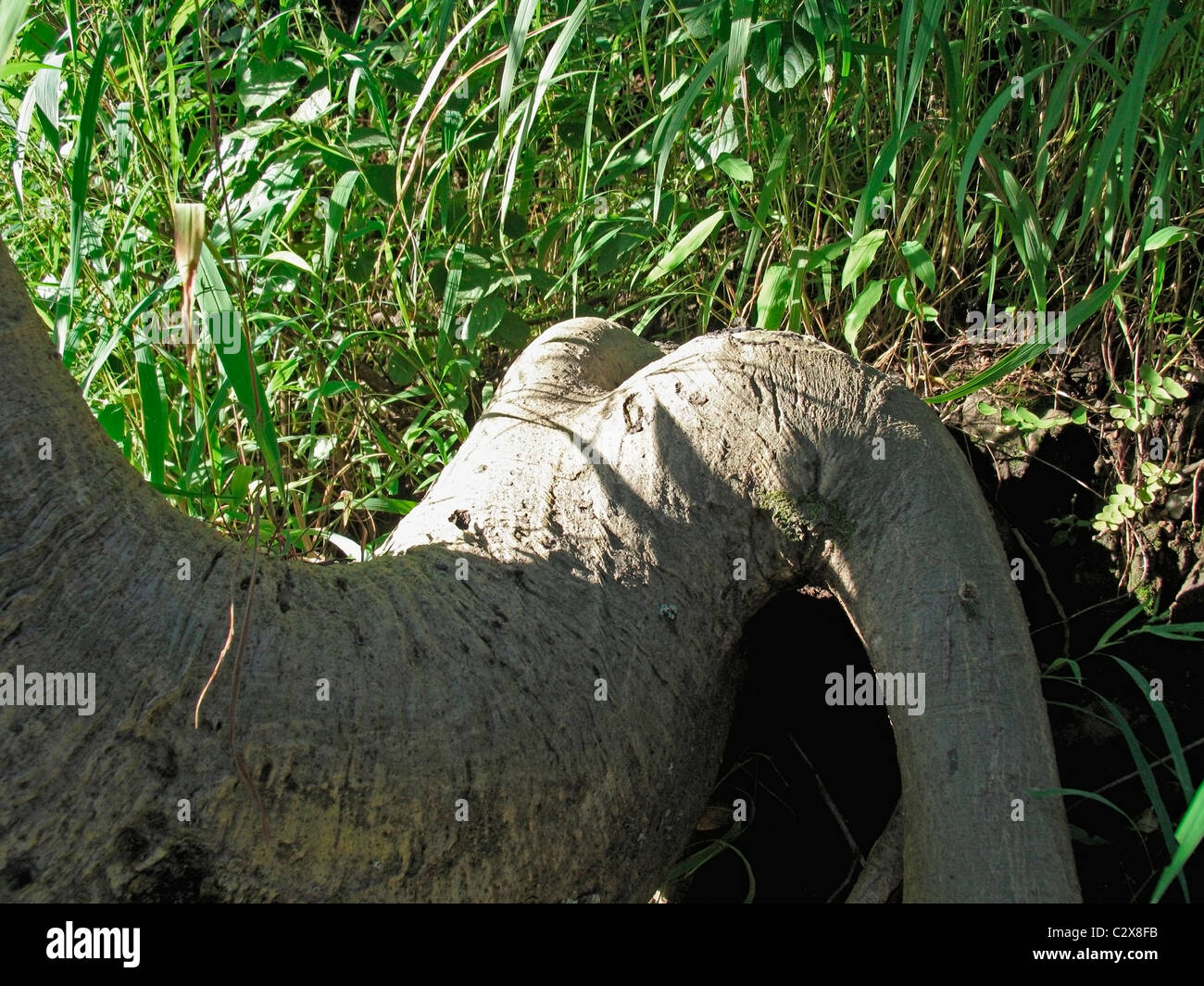 Dead tree trunk Stock Photo Alamy