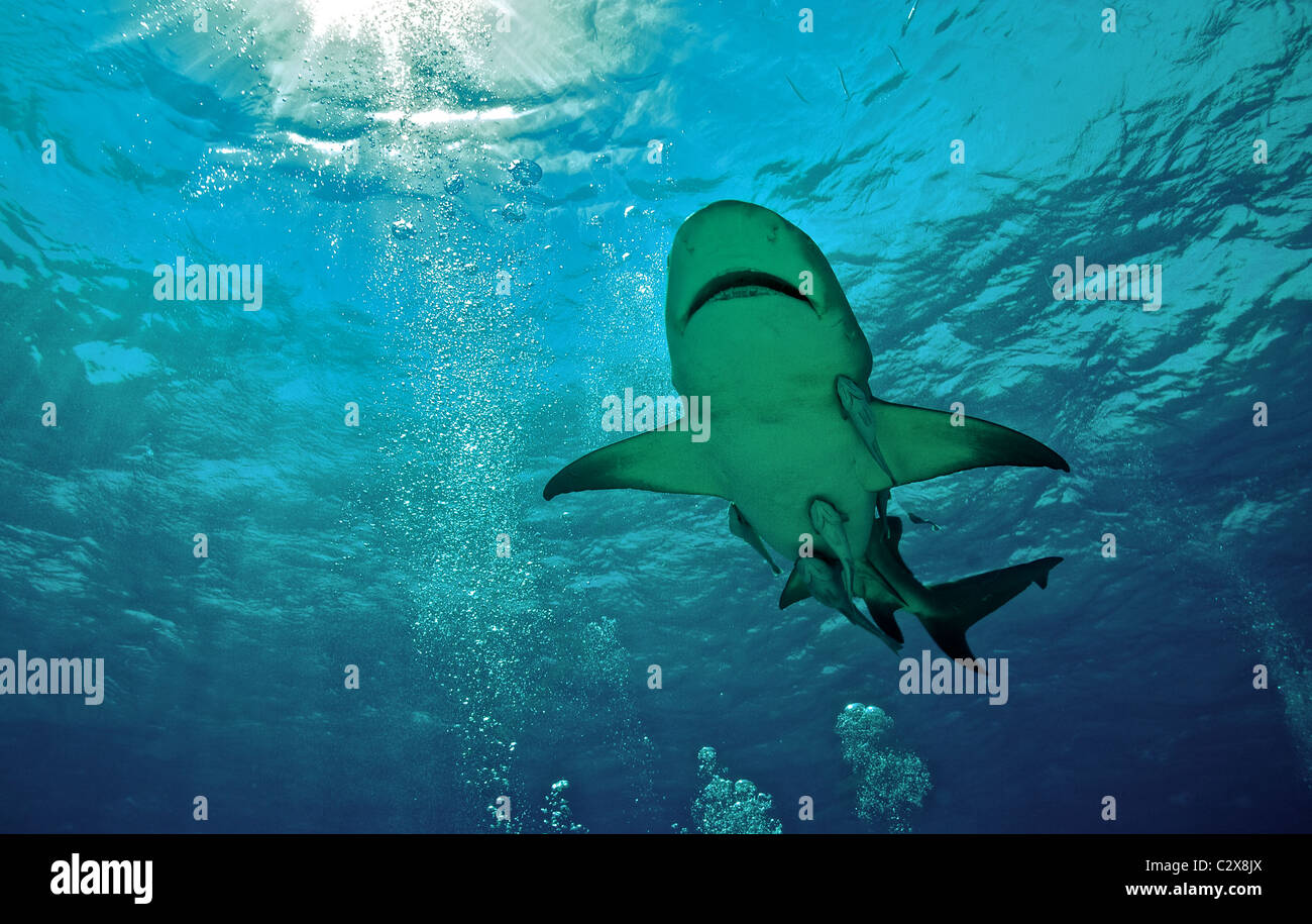 Lemon shark, shark, scuba diving, Bahama 2009, water Stock Photo Alamy