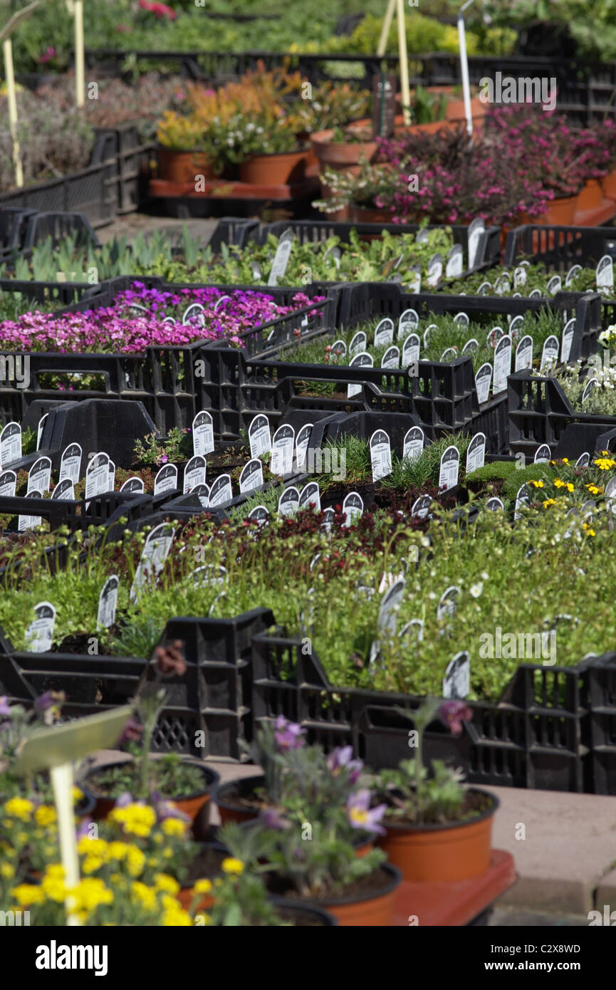 Plants in garden centre Stock Photo Alamy