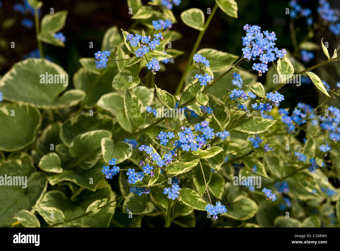 Brunnera macrophylla Hadspen Cream Stock Photo Alamy