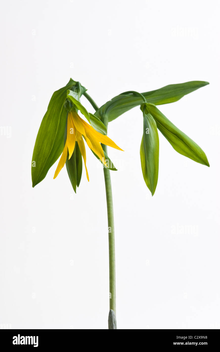Uvularia grandiflora. Stock Photo