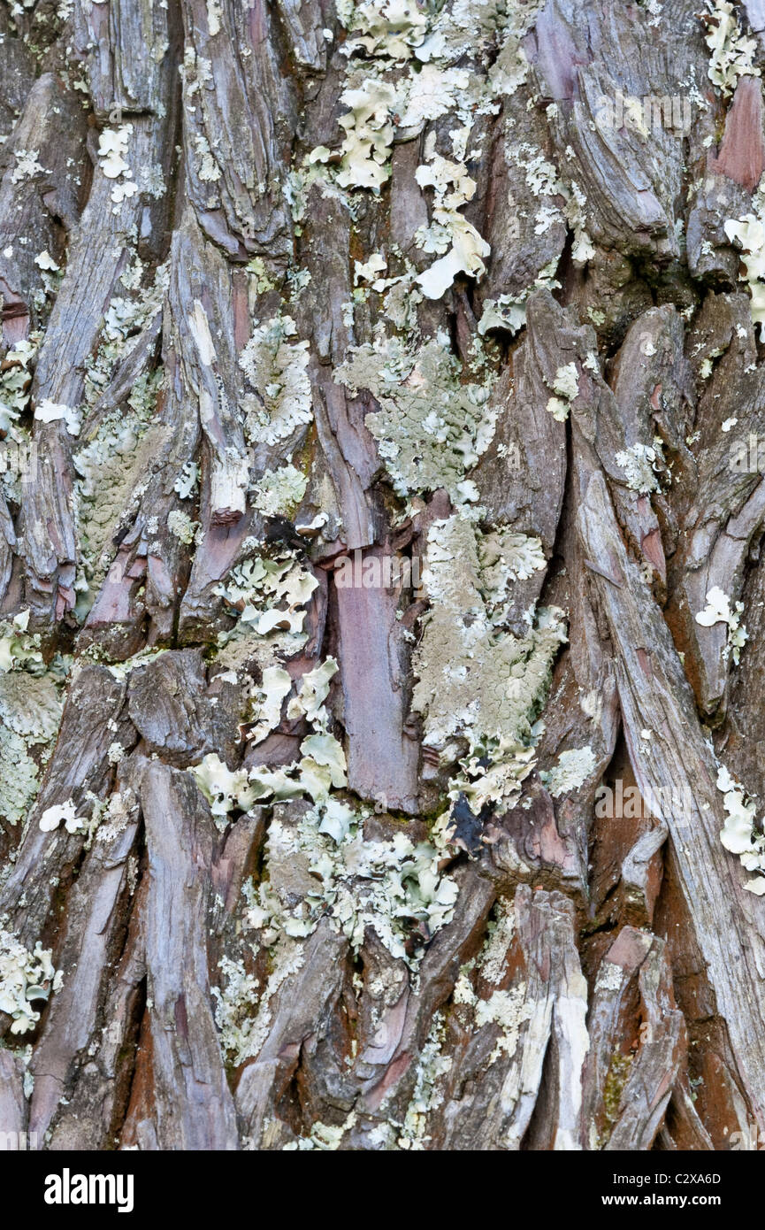 Stone Pine (Pinus pinea) close-up bark Kirstenbosch National Botanical Garden Cape Town Western Cape South Africa Stock Photo