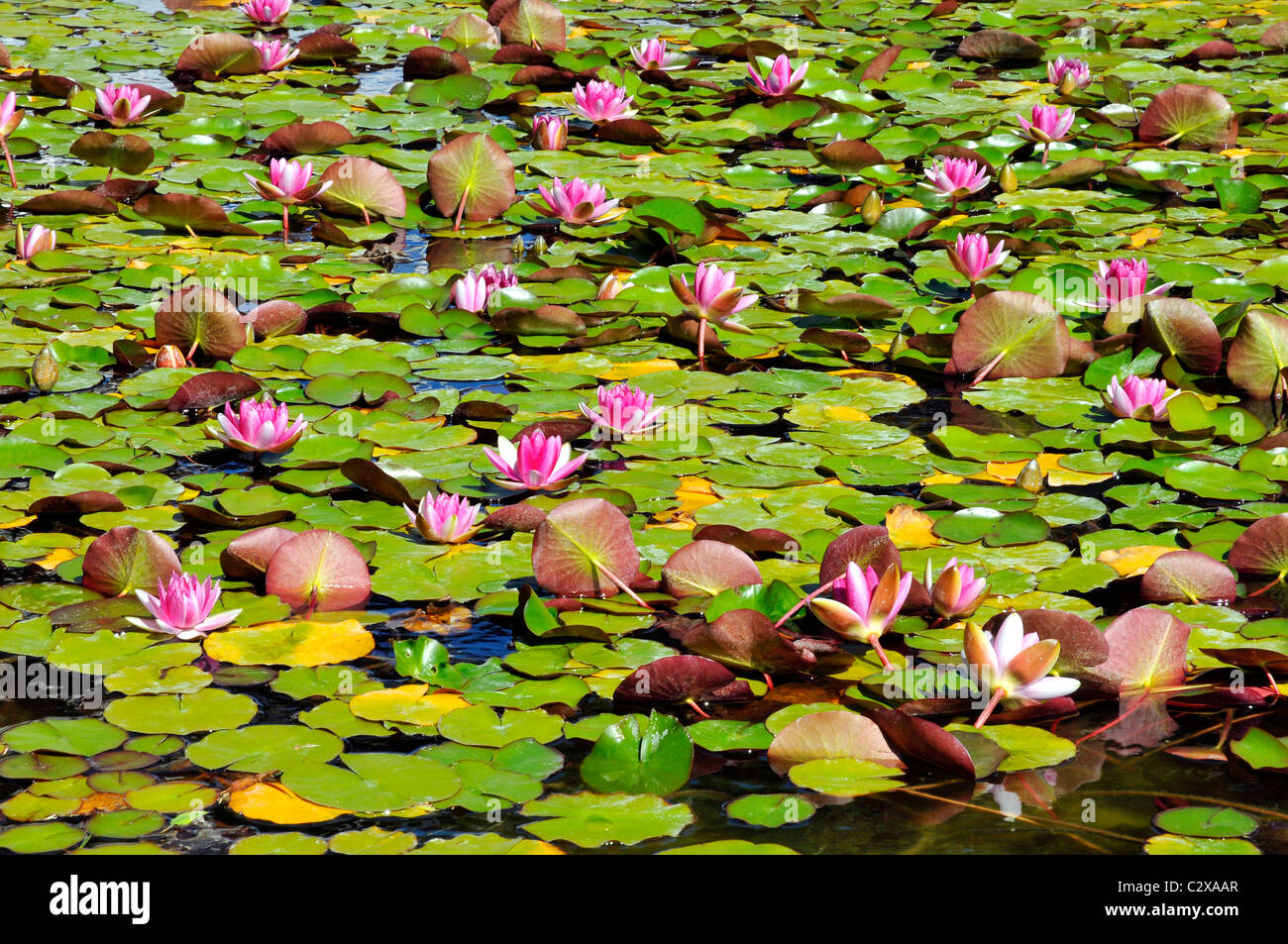 Water lilies in pond hires stock photography and images Alamy