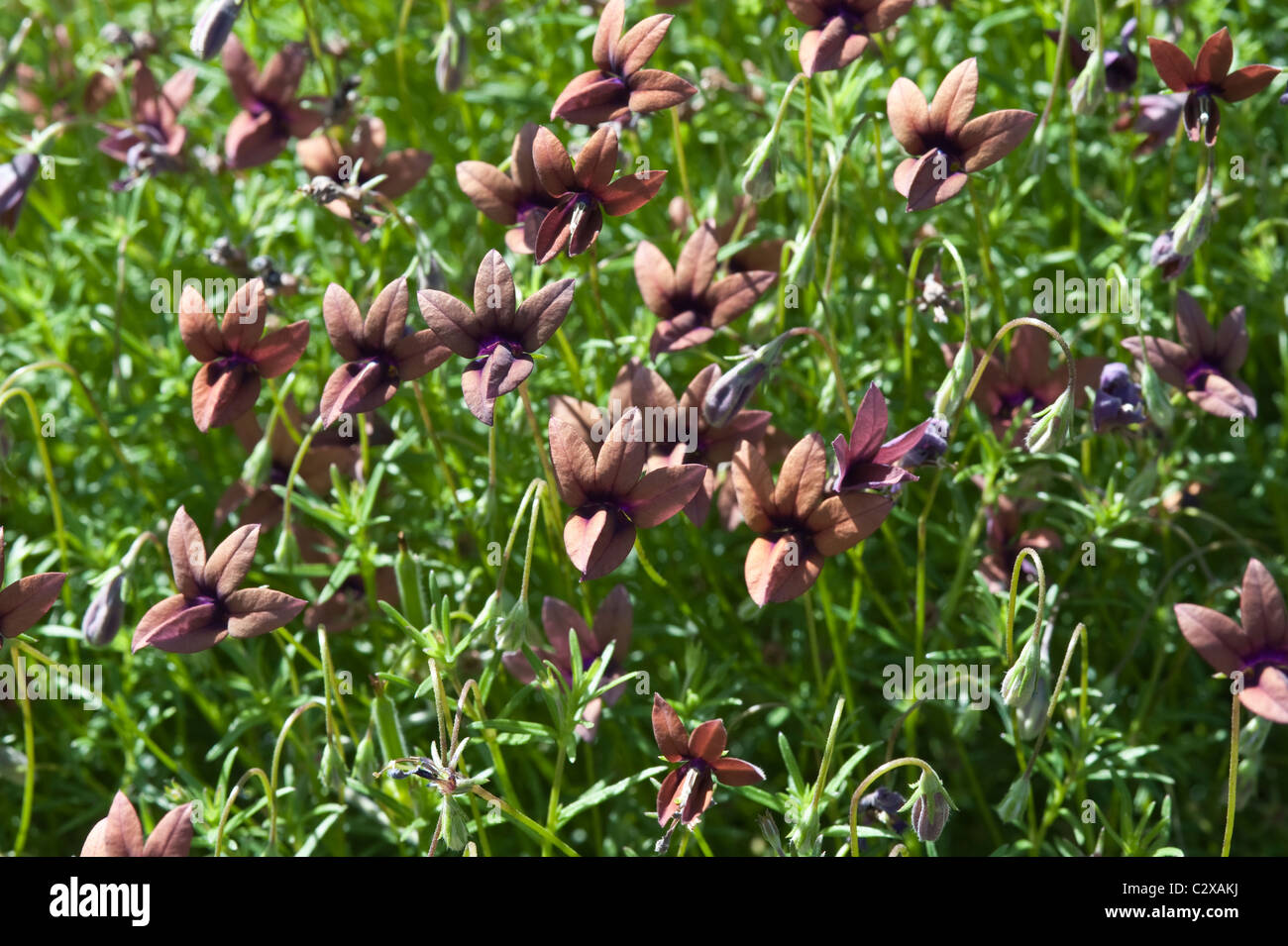 Wild violet (Monopsis unidens) flowers Kirstenbosch National Botanical Garden Cape Town Western Cape South Africa Stock Photo
