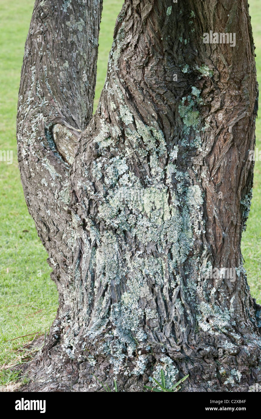 Virgilia oroboides tree trunk covered in lichen Kirstenbosch National Botanical Garden Cape Town Western Cape South Africa Stock Photo